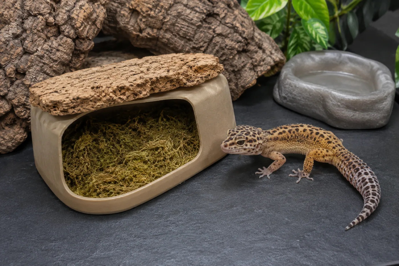 A leopard gecko beside a humid hide with clean damp moss, cork cover, water, and solid flooring.